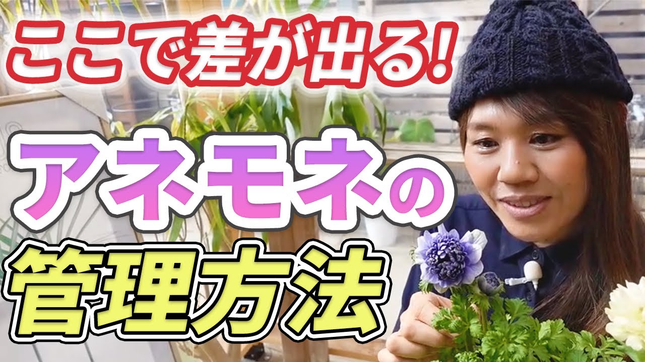 【知らないと枯らす】来年も楽しむためには？アネモネの管理方法【初心者向け】【ガーデニング】【園芸チャンネル】