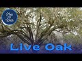 Tree of the Week: Live Oak