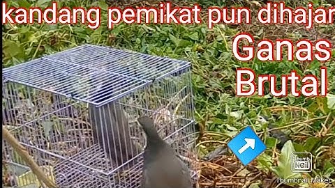 Gilaaa..keseruannya.mikat/jerat ruak ruak cara racik gantung dekat rumah.double strike