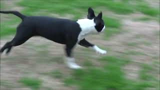 5 Month Old Boston Terrier  Full Throttle Play Zoomies