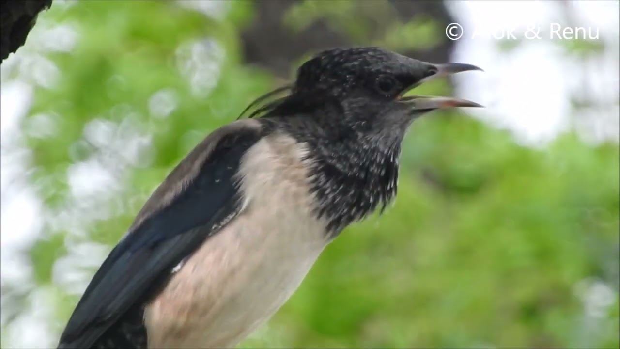 Rosy Starling : passage migrant/ winter visitor : call : Wild India by Renu Tewari and Alok Tewari