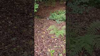 jack russell on adventure #dog #dogs #puppy #puppies #pet #pets #cute #happy #funny #funnyvideo #jrt
