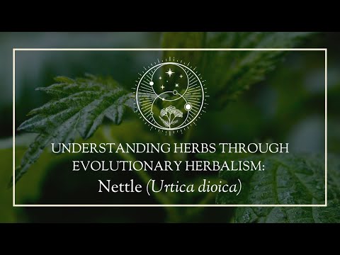 Understanding herbs through Evolutionary Herbalism: Nettle (Urtica dioica)