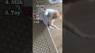 Funny Cat Moments 4
