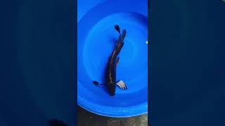 buterflay karasu #koi #koifish #indonesia #instagram #facebook #india #america #english #fyp