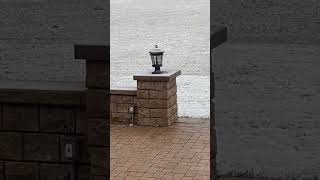 Backyard Birds In Illinois - December 5Th 2023