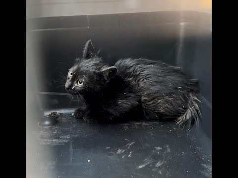 Beirut Unites Efforts to Rescue Kitten Stuck in Pipe for 3 Days!