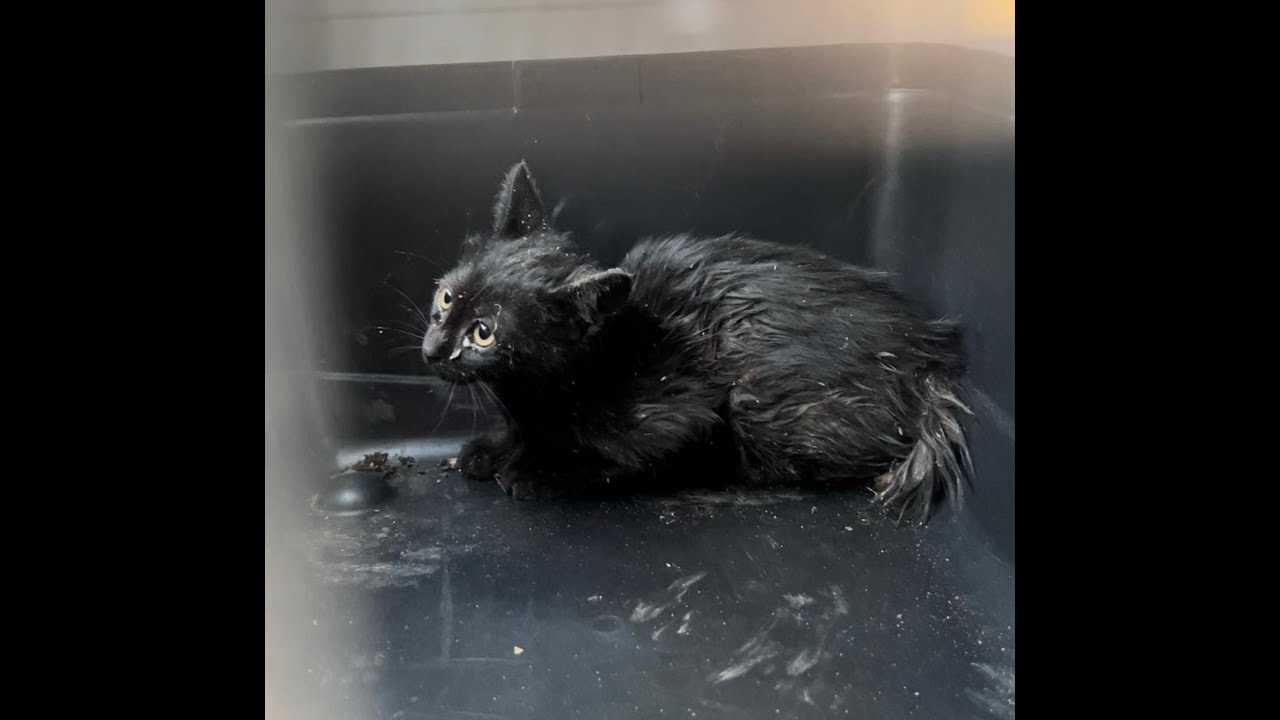 Beirut Unites Efforts to Rescue Kitten Stuck in Pipe for 3 Days! - YouTube
