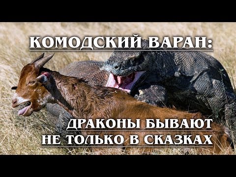 KOMODO LIZARD: A real DRAGON that escaped from Australia