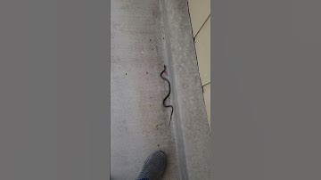 Gopher Snake! We Like These Guys! #subscribers #ylp #snake