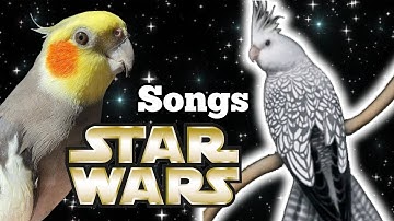 Star Wars-Inspired Chants for Teaching Cockatiels [Theme, R2-D2 Sound, and Imperial March]