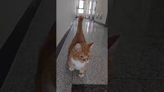 Download Lagu suara apaan tu #pets #cute #viralvideo #funny #imut #lucu MP3 Download Lagu suara apaan tu #pets #cute #viralvideo #funny #imut #lucu MP3