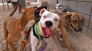 Dog TV Daycare #5 by Dog Playgroup Stories 548,932 views 10 months ago 2 hours, 7 minutes