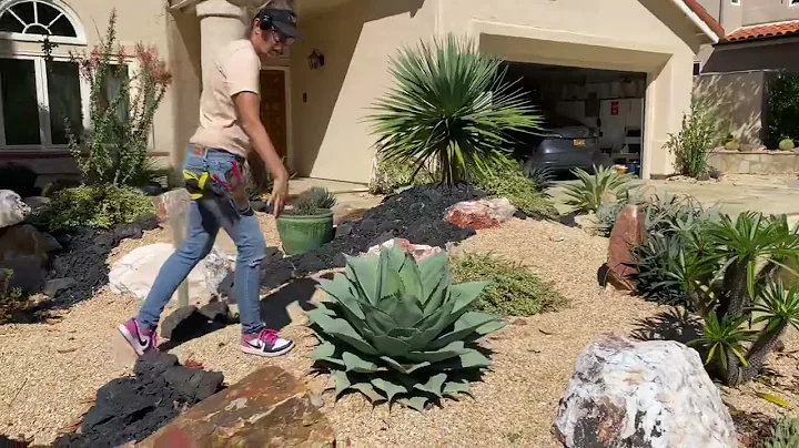 Succulent Garden Maintenance One Year In
