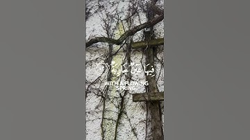 {وجوه يومئذ ناعمه}ما تيسر من سورة الغاشية  #قران_كريم #quran_alkarim #تلاوة_خاشعة #علي #الغد #quran