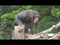 チンパンジー　ルイくん　一人遊びの後はママに抱きつく　【のんほいパーク】