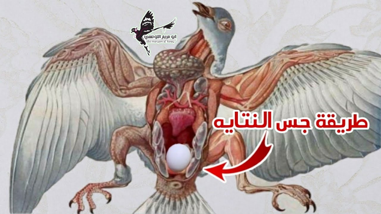 معرفه ميعاد البيض في الحمام طريقه جس النتايه