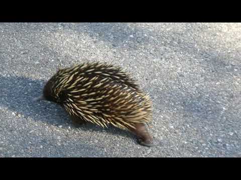  Echidna  YouTube