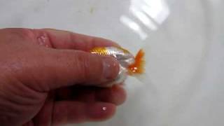 MVI_4729.MOV