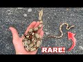 CATCHING RARE RED TAIL BOAS IN THE WILD!