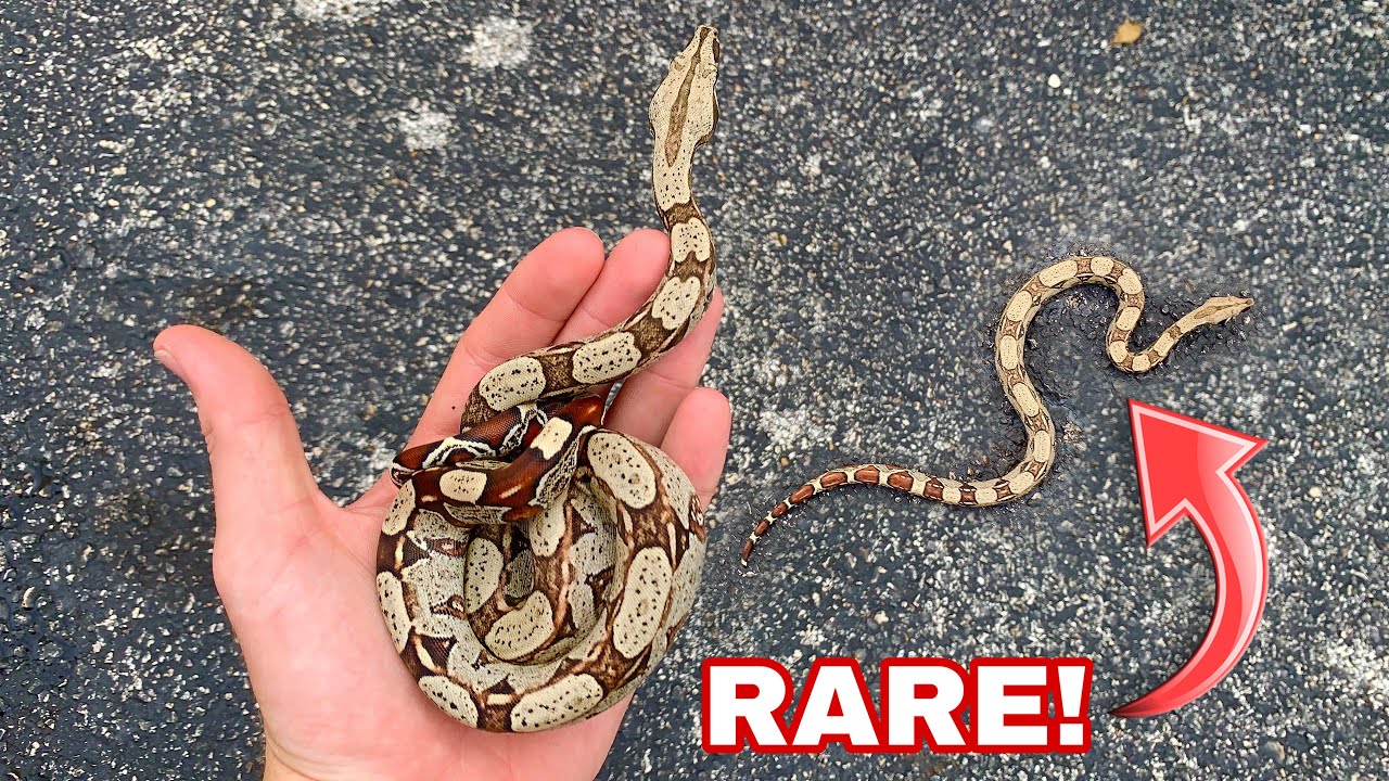 How long do red tail boas live as pets?