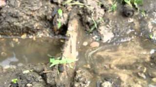 my first vid to this channel.. my backyard flood proof system