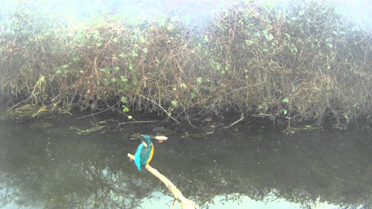 King of the Birds!A Kingfisher at Fairham Brook Nature Reserve