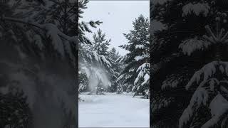 10 HOURS of Snowfall ❄️ Winter Wind Sounds | Relaxing Snowy Ambience for Sleep & TV 4K - FULL HD