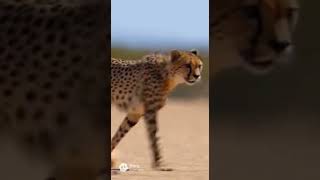 Wild Realm AI | Cheetah Chases Rabbit in a Lightning Fast Speed Duel
