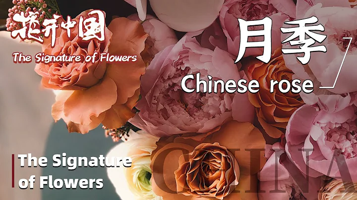 【The Signature of Flowers】花開中國 EP3 Chinese Rose 月季 - 天天要聞