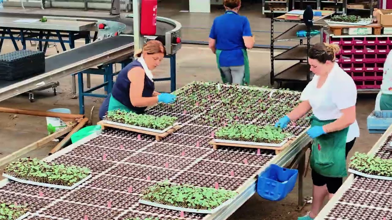 Lazzeri – Cyclamen of Excellence: 100% Italian Production in Sabaudia