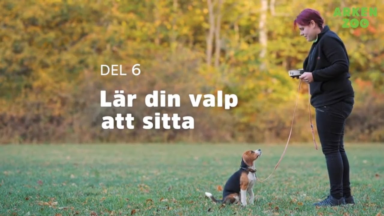 Lära valpen sitt  | Arken Zoo