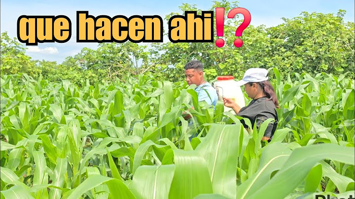 🔴This is how the work day in the Milpa ended 😱