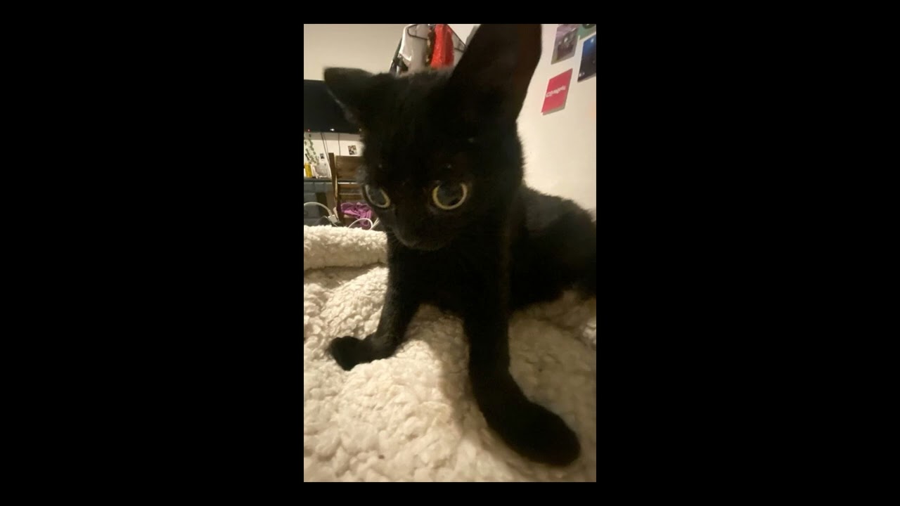 [FREE] pinkpantheress x glaive x hyperpop type beat 