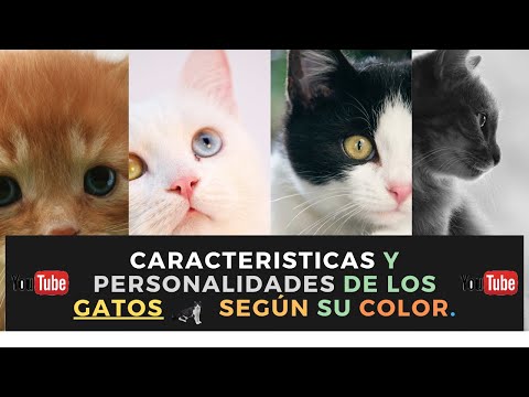 Video: Cómo Determinar El Carácter De Un Gato Por Color
