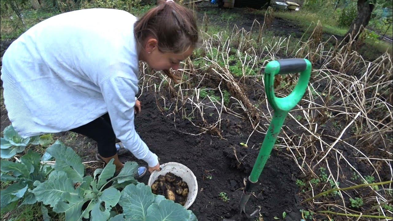 Можно ли копать картошку в успение богородицы. Можно ли копать картошку в успение богородицы