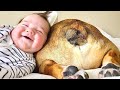 Cães que fazem bebês felizes!
