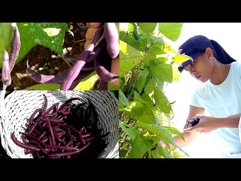 Video: Bush pupelių veislės – purpurinių pupelių auginimas sode