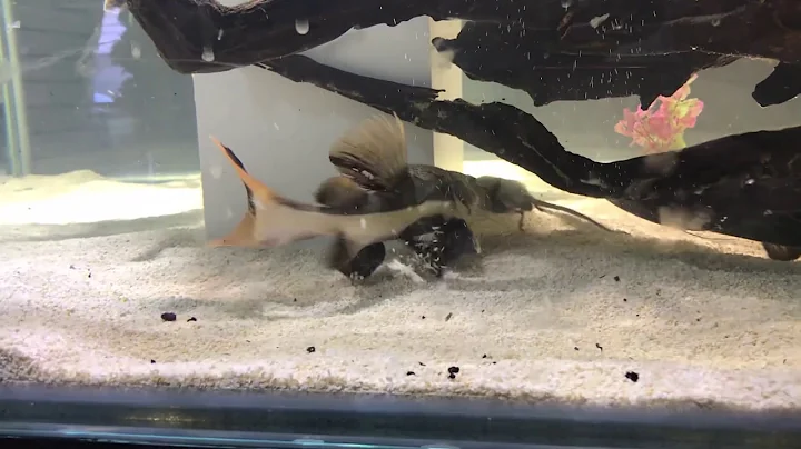 Red Tail Catfish gets a mouse!