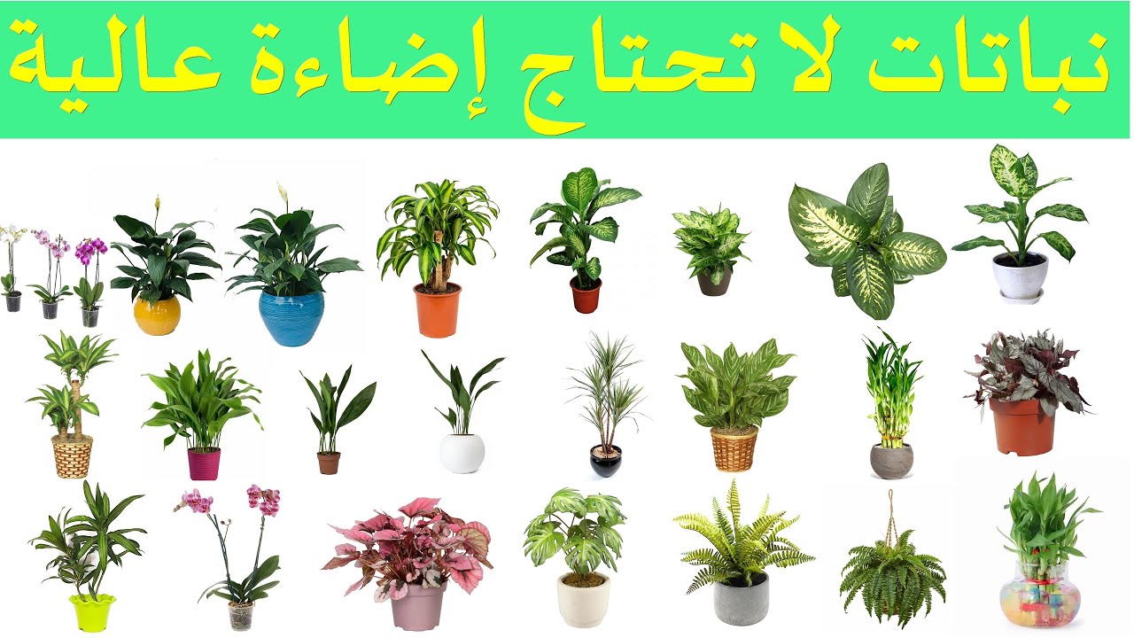 نباتات زينة معلقة اجمل و اشهر النباتات المعلقة Youtube Aquarium