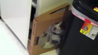 Corgi And Pizza Box