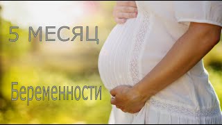 видео 5 месяц беременности