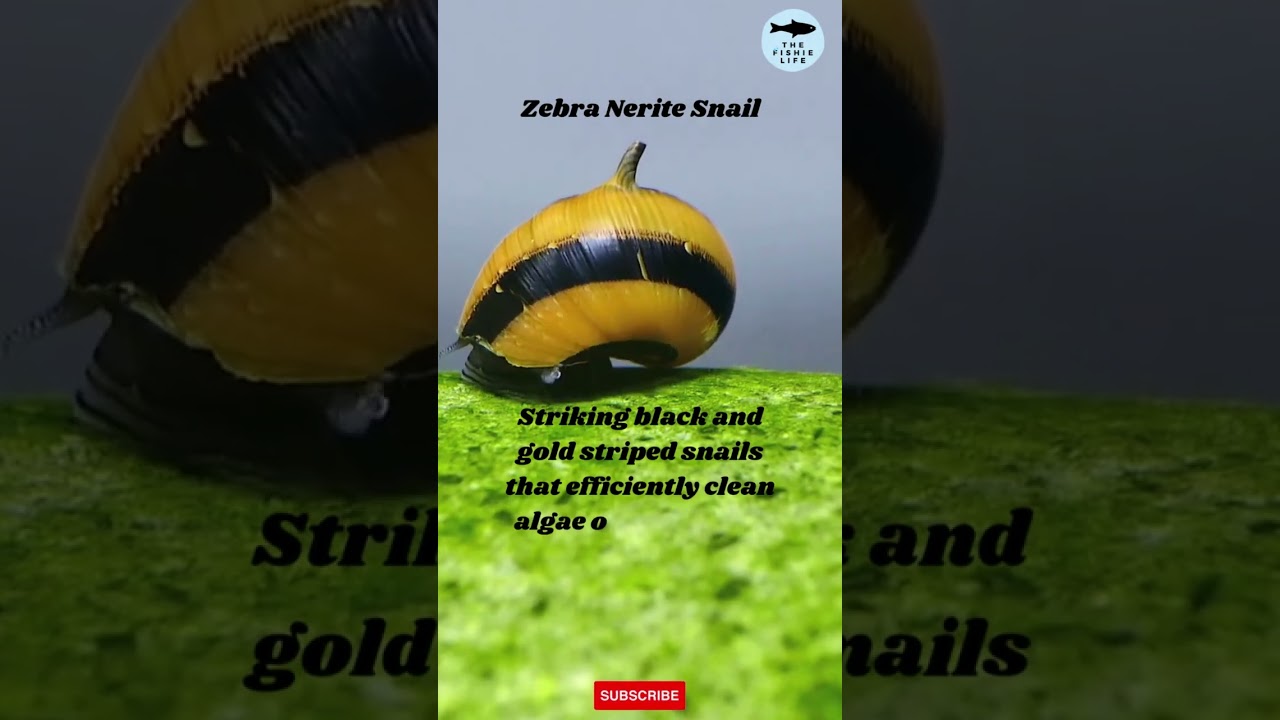 ABOUT ZEBRA NERITE SNAIL