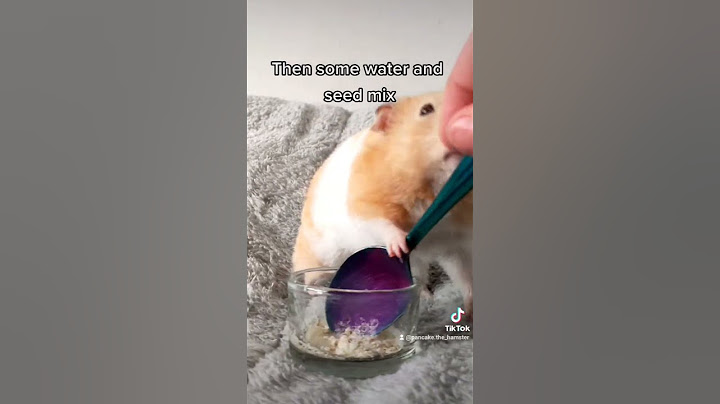 Making Porridge for Hamsters! - Easy Two Ingredient Recipe - TikTok Trend 🐹🌿