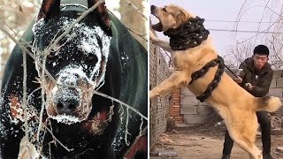 दुनिया के 12 सबसे ख़तरनाक कुत्ते जिसे पालने पर प्रतिबंध लग चुकी है | 12 Most ILLEGAL Dog Breeds