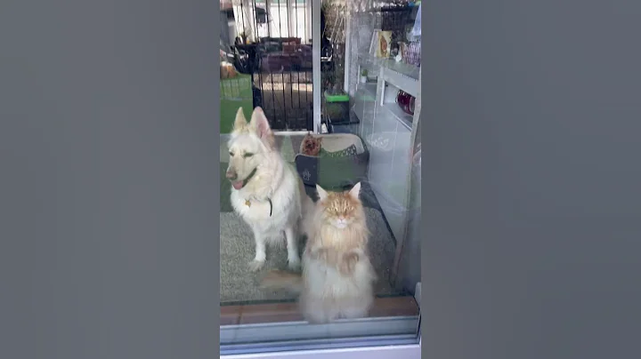 Video 3670511: feeding maine coon, best maine coon, mating