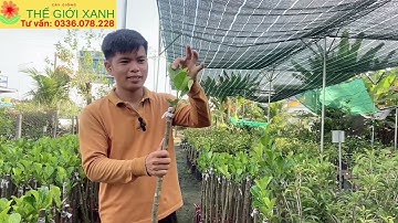 CÁCH LỰA CHỌN CÂY GIỐNG MÍT RUỘT ĐỎ XƠ VÀNG INDO CHẤT LƯỢNG