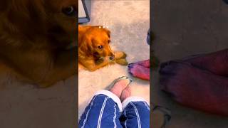 #Werewolf #socks #sn2sg #sun8ms #sun8 #cute #dog #confused #doglife #playdog #cosplay #zoommyface fy