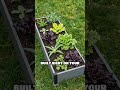 No-Dig Garden Bed: Easy Start for Beginners