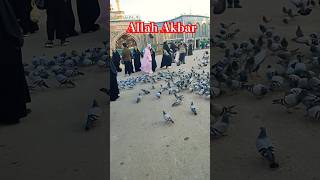 Allah Akbar pigeon||allahuakbar 500k